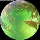 ./images/calvert/underwater/20260612/underwater20260612_143501M.jpg