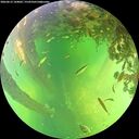 ./images/calvert/underwater/20260612/underwater20260612_144001M.jpg