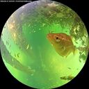 ./images/calvert/underwater/20260612/underwater20260612_145501M.jpg
