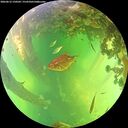 ./images/calvert/underwater/20260612/underwater20260612_150502M.jpg