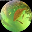 ./images/calvert/underwater/20260612/underwater20260612_152501M.jpg