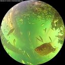 ./images/calvert/underwater/20260612/underwater20260612_153501M.jpg