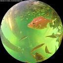 ./images/calvert/underwater/20260612/underwater20260612_154001M.jpg
