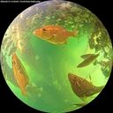 ./images/calvert/underwater/20260612/underwater20260612_154501M.jpg