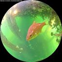./images/calvert/underwater/20260612/underwater20260612_164501M.jpg