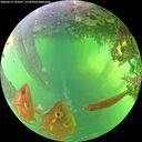 ./images/calvert/underwater/20260612/underwater20260612_165001M.jpg