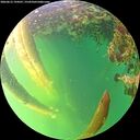 ./images/calvert/underwater/20260612/underwater20260612_194501M.jpg