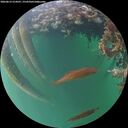 ./images/calvert/underwater/20260612/underwater20260612_214501M.jpg