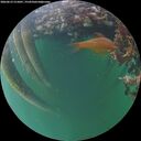 ./images/calvert/underwater/20260612/underwater20260612_215001M.jpg