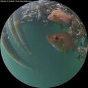 ./images/calvert/underwater/20260612/underwater20260612_220501M.jpg