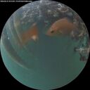 ./images/calvert/underwater/20260612/underwater20260612_221501M.jpg