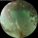 ./images/calvert/underwater/20260613/underwater20260613_052501M.jpg