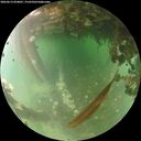 ./images/calvert/underwater/20260613/underwater20260613_054001M.jpg