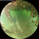 ./images/calvert/underwater/20260613/underwater20260613_055501M.jpg