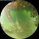 ./images/calvert/underwater/20260613/underwater20260613_061001M.jpg