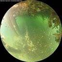 ./images/calvert/underwater/20260613/underwater20260613_061501M.jpg
