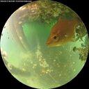 ./images/calvert/underwater/20260613/underwater20260613_062501M.jpg