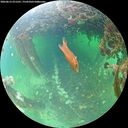 ./images/calvert/underwater/20260613/underwater20260613_071501M.jpg