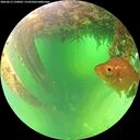 ./images/calvert/underwater/20260613/underwater20260613_120001M.jpg