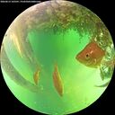 ./images/calvert/underwater/20260613/underwater20260613_143501M.jpg