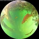 ./images/calvert/underwater/20260613/underwater20260613_145501M.jpg