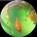 ./images/calvert/underwater/20260613/underwater20260613_154001M.jpg