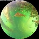 ./images/calvert/underwater/20260613/underwater20260613_155002M.jpg