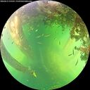 ./images/calvert/underwater/20260613/underwater20260613_155501M.jpg