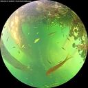 ./images/calvert/underwater/20260613/underwater20260613_160001M.jpg