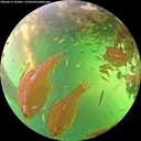 ./images/calvert/underwater/20260613/underwater20260613_162001M.jpg