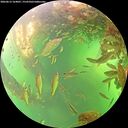 ./images/calvert/underwater/20260613/underwater20260613_164001M.jpg