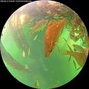 ./images/calvert/underwater/20260613/underwater20260613_164501M.jpg