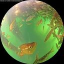 ./images/calvert/underwater/20260613/underwater20260613_165002M.jpg