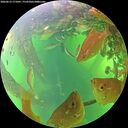 ./images/calvert/underwater/20260613/underwater20260613_171001M.jpg