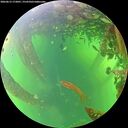 ./images/calvert/underwater/20260613/underwater20260613_172001M.jpg