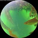 ./images/calvert/underwater/20260613/underwater20260613_173001M.jpg