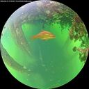 ./images/calvert/underwater/20260613/underwater20260613_173501M.jpg