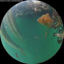 ./images/calvert/underwater/20260613/underwater20260613_215001M.jpg