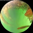./images/calvert/underwater/20260614/underwater20260614_150002M.jpg