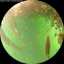 ./images/calvert/underwater/20260614/underwater20260614_162001M.jpg