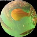 ./images/calvert/underwater/20260614/underwater20260614_173002M.jpg