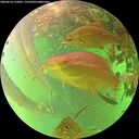./images/calvert/underwater/20260614/underwater20260614_175001M.jpg
