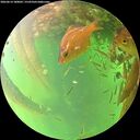 ./images/calvert/underwater/20260614/underwater20260614_180001M.jpg