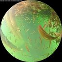 ./images/calvert/underwater/20260614/underwater20260614_183001M.jpg