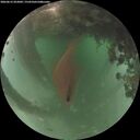 ./images/calvert/underwater/20260615/underwater20260615_052002M.jpg