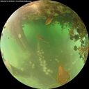 ./images/calvert/underwater/20260615/underwater20260615_070501M.jpg