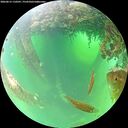 ./images/calvert/underwater/20260615/underwater20260615_110501M.jpg