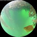 ./images/calvert/underwater/20260615/underwater20260615_121001M.jpg