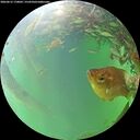 ./images/calvert/underwater/20260615/underwater20260615_170002M.jpg