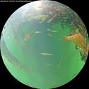 ./images/calvert/underwater/20260615/underwater20260615_171501M.jpg